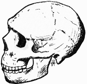 Amud skull.png